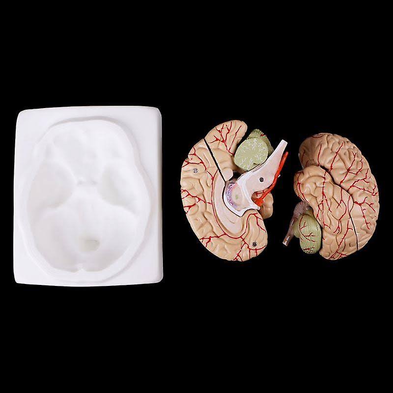 Disassembled Anatomical Human Brain Teaching Tool I272
