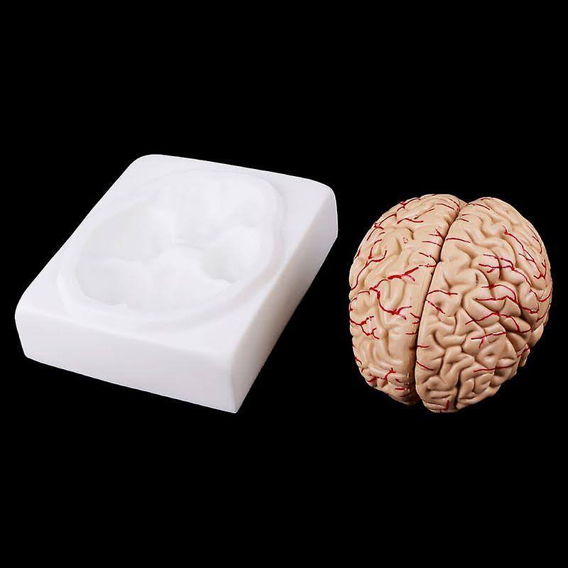 Disassembled Anatomical Human Brain Teaching Tool I272