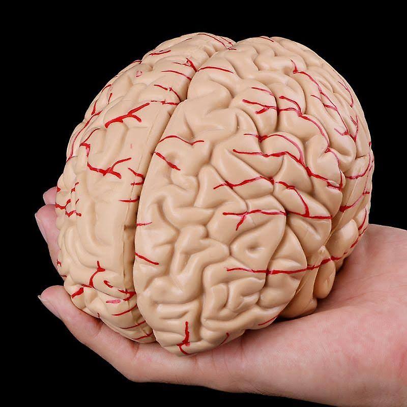 Disassembled Anatomical Human Brain Teaching Tool I272