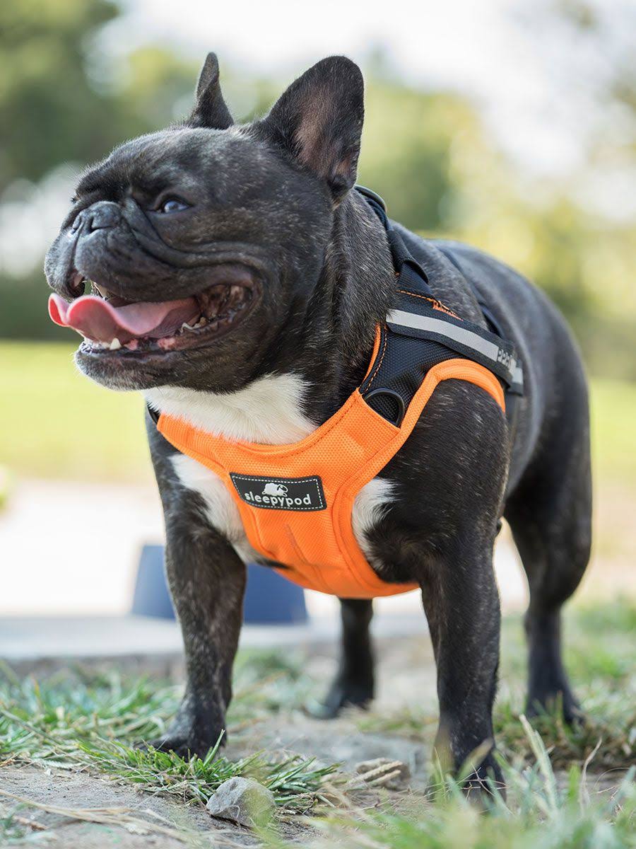Orange Dream Safety Harness U355018